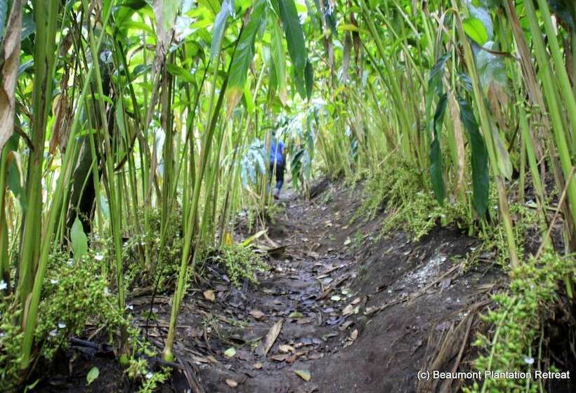 ホテル Beaumont Plantation Retreat