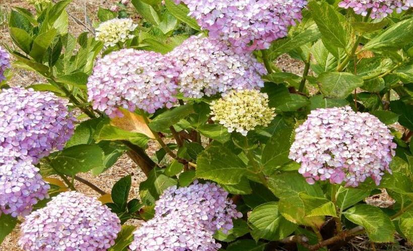 בית מלון כפרי Kyukamura Setouchi-toyo