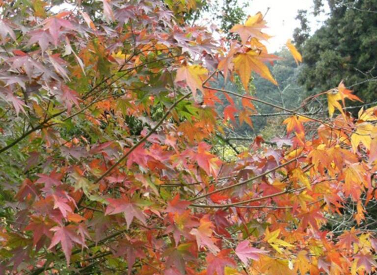 בית מלון כפרי Kyukamura Setouchi-toyo