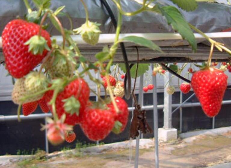 בית מלון כפרי Kyukamura Setouchi-toyo