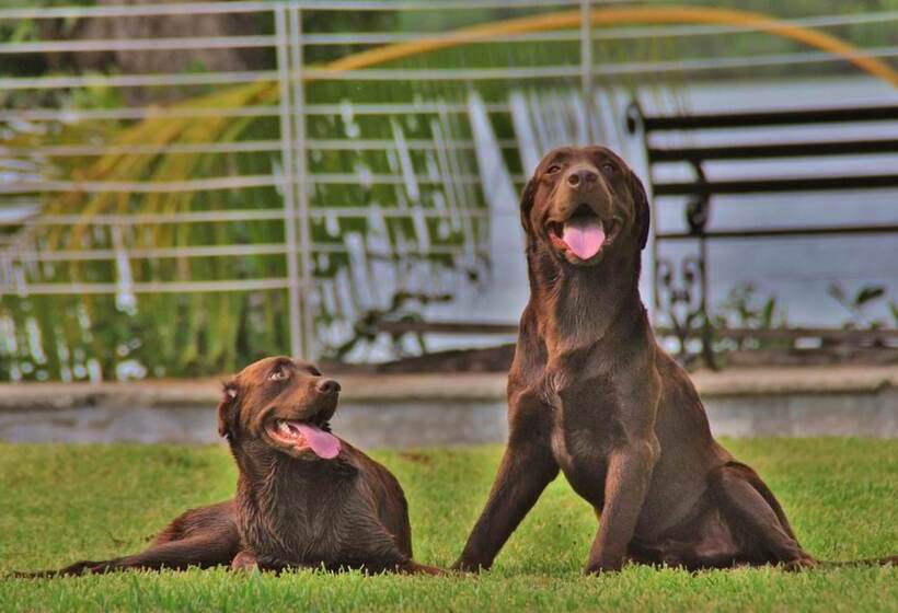 酒店 Lagoon  Pet Friendly