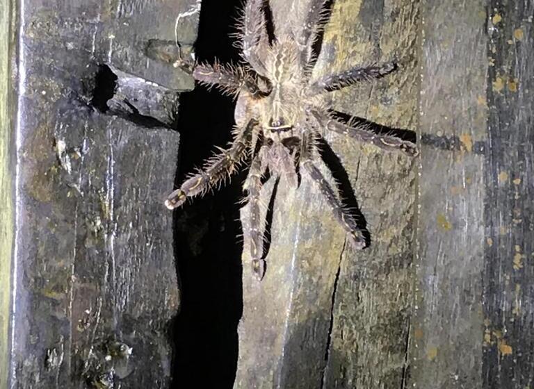 ホテル Sinharaja Forest Edge