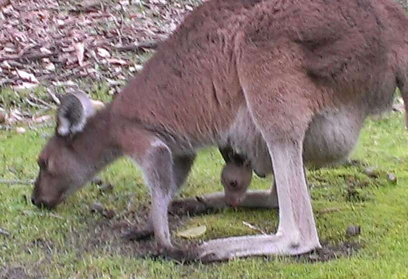 فندق Yelverton Brook Conservation Sanctuary