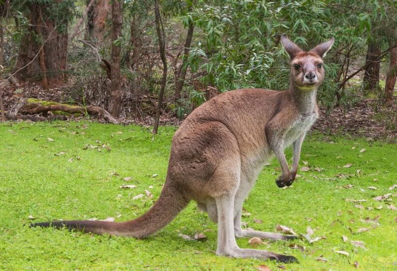فندق Yelverton Brook Conservation Sanctuary
