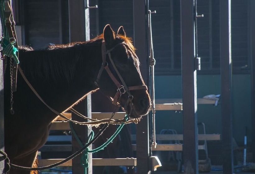 پانسیون El Patio Ranch