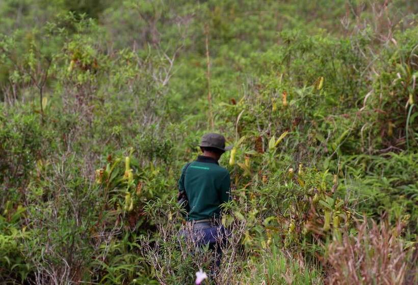 The Rainforest Ecolodge
