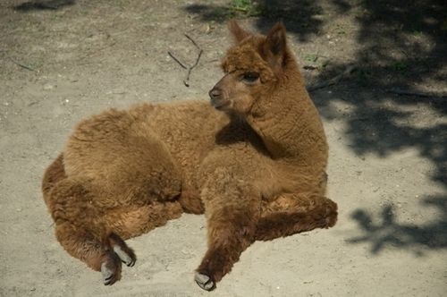 Alpaca Country House