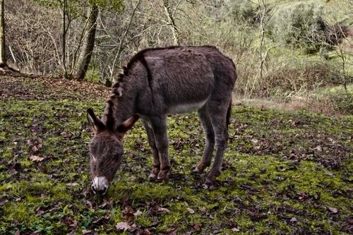 Alpaca Country House