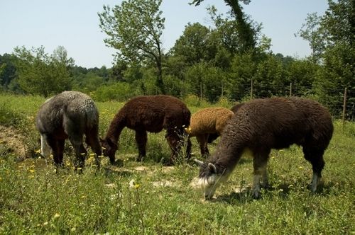 Alpaca Country House