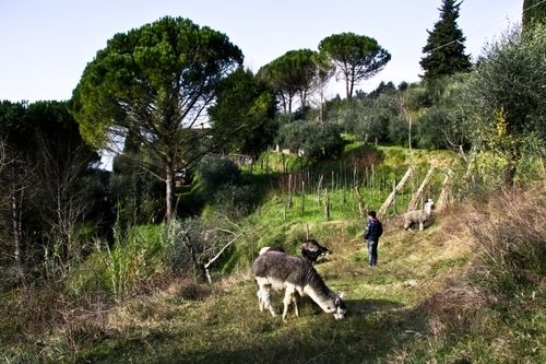 Alpaca Country House