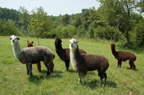 Alpaca Country House