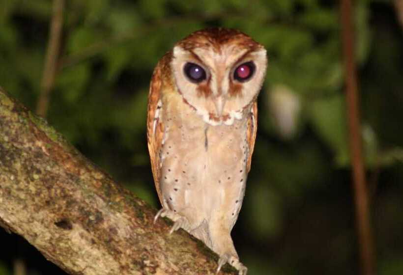 فندق Borneo Natural Sukau Bilit Resort