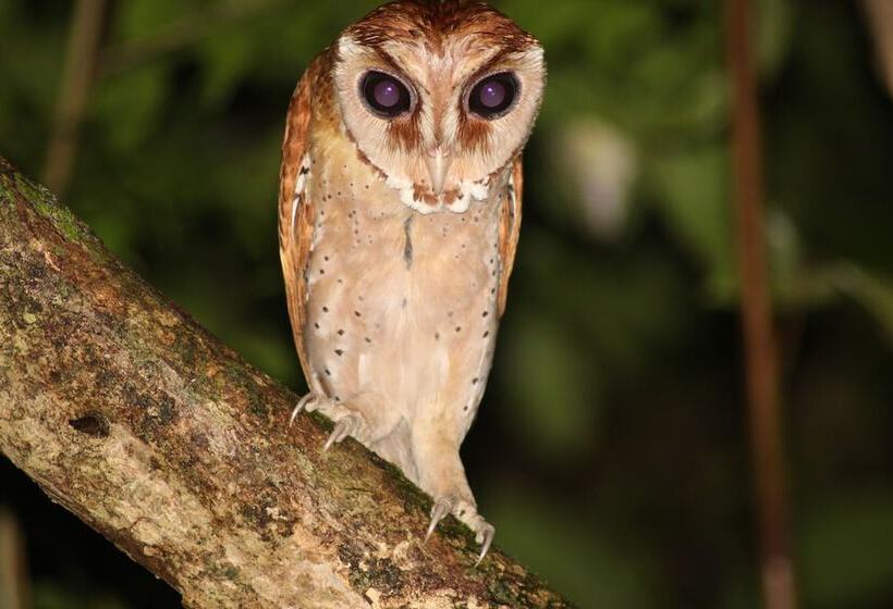 فندق Borneo Natural Sukau Bilit Resort