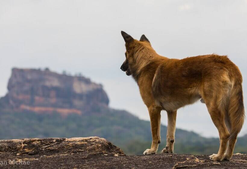 酒店 Sigiriya Rock Gate Tree House