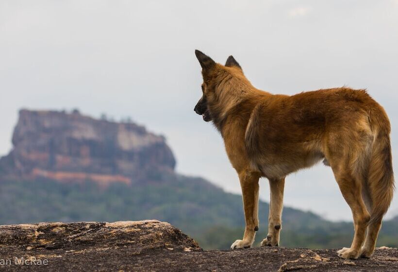酒店 Sigiriya Rock Gate Tree House