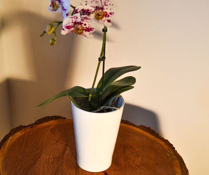 בית מלון כפרי Vecchia America