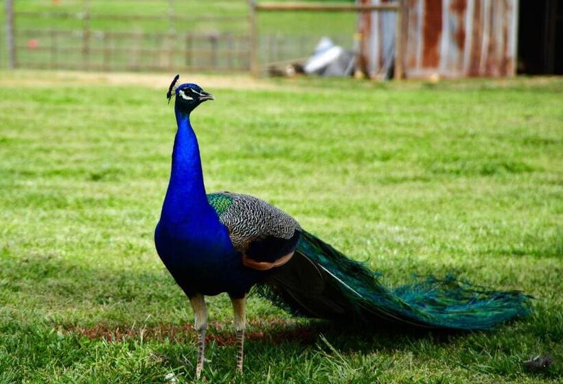 مبيت وإفطار The Farmhouse Inn