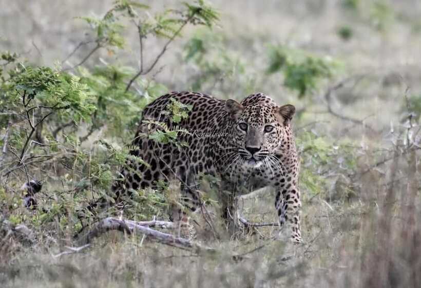 Отель Camp Leopard Yala Safari Glamping