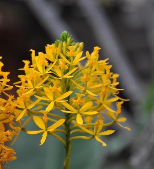 فندق Las Orquideas Ollantaytambo