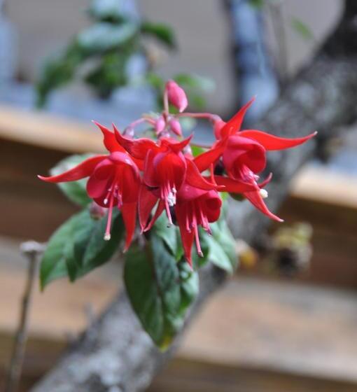 فندق Las Orquideas Ollantaytambo