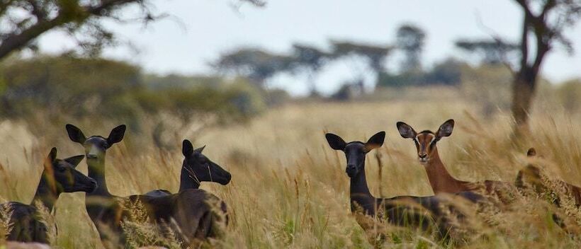 ホテル Lejwe La Metsi Game Farm Pty Ltd