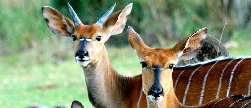 בית מלון כפרי Lejwe La Metsi Game Farm Pty Ltd