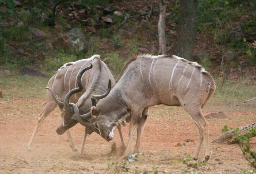 فندق Lejwe La Metsi Game Farm Pty Ltd