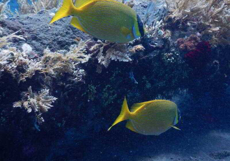 בית מלון כפרי Bondalem Beach Club