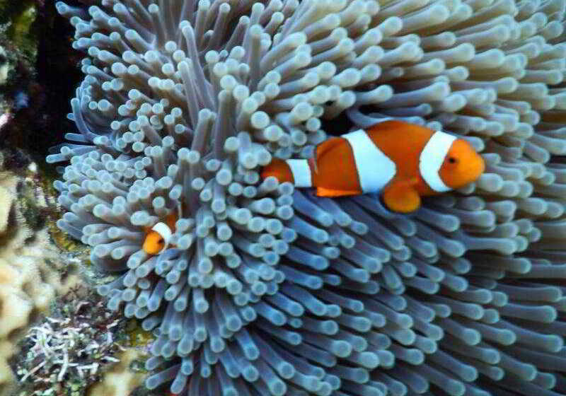 בית מלון כפרי Bondalem Beach Club