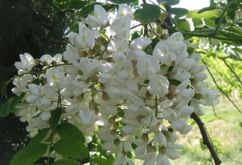 Отель Tenuta Le Colonie