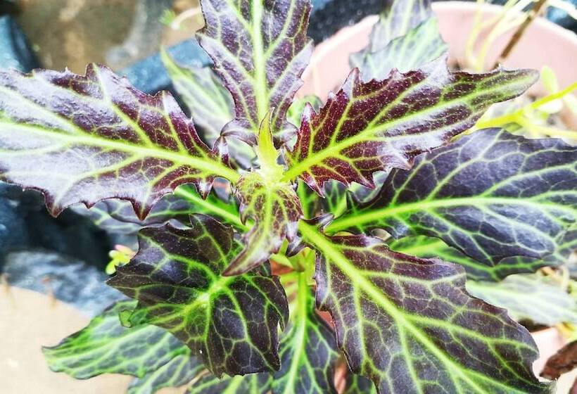 펜션 Blue Sky Guest House