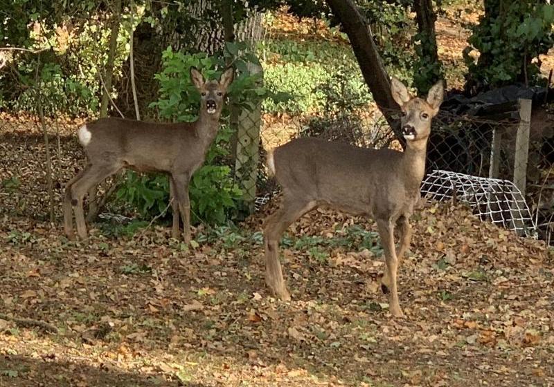 住宿加早餐  The Eiders