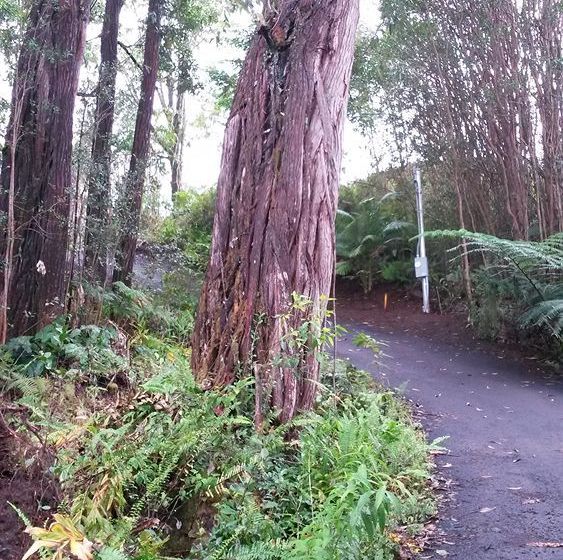 Hawaiian Hideaway At Akaka Falls