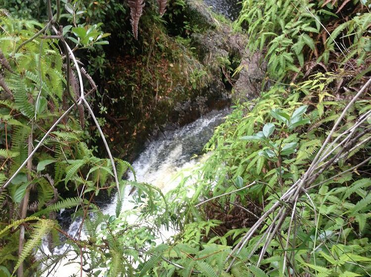 Hawaiian Hideaway At Akaka Falls