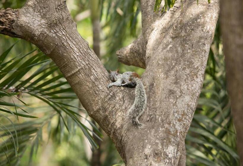 호텔 Pacifica Resort Ixtapa