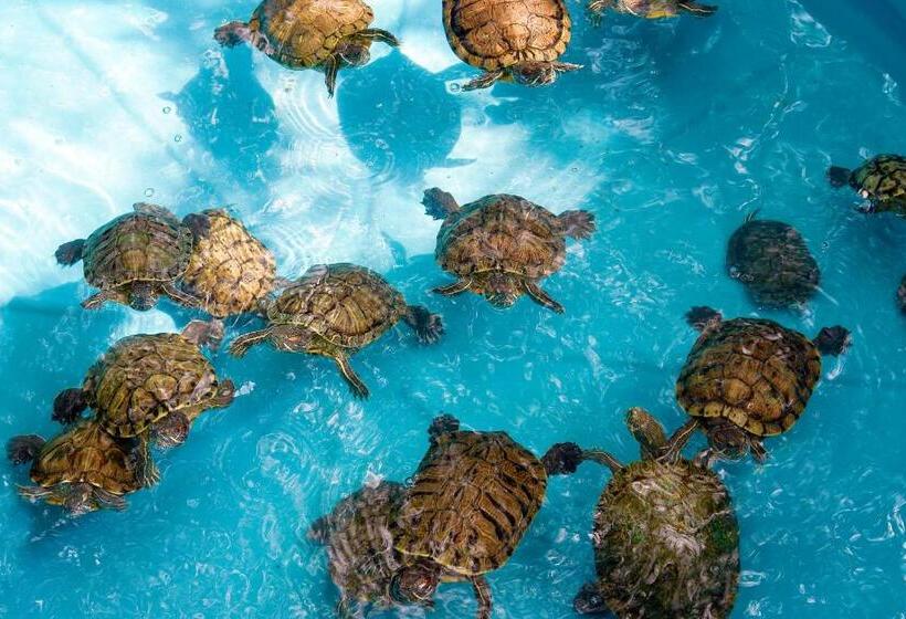 호텔 Pacifica Resort Ixtapa