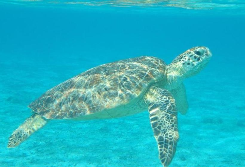 بنسيون Guesthouse Iyonchi