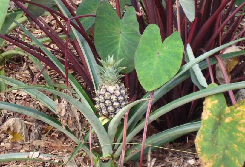 פנסיון Ixchel Hawaii