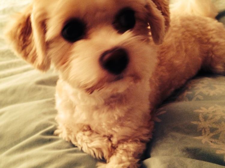 ベッドアンドブレックファースト Sandown Manor