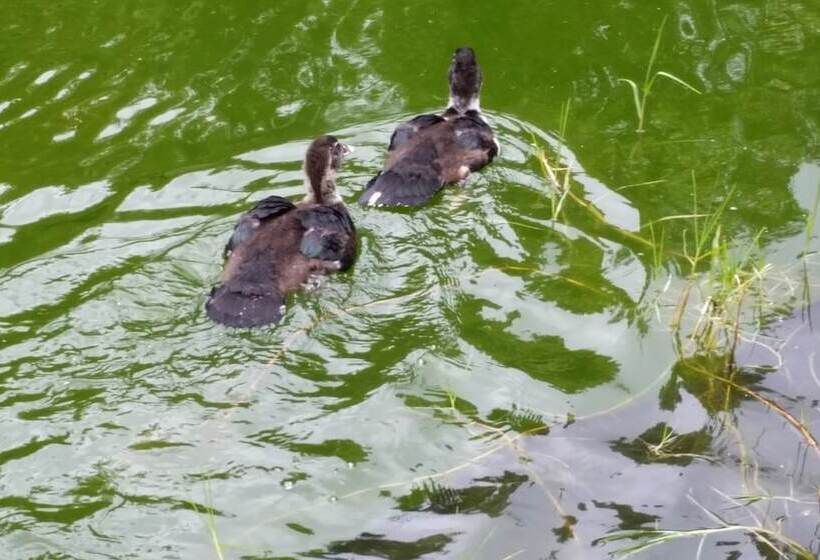 Volcano Acres Ranch B&b