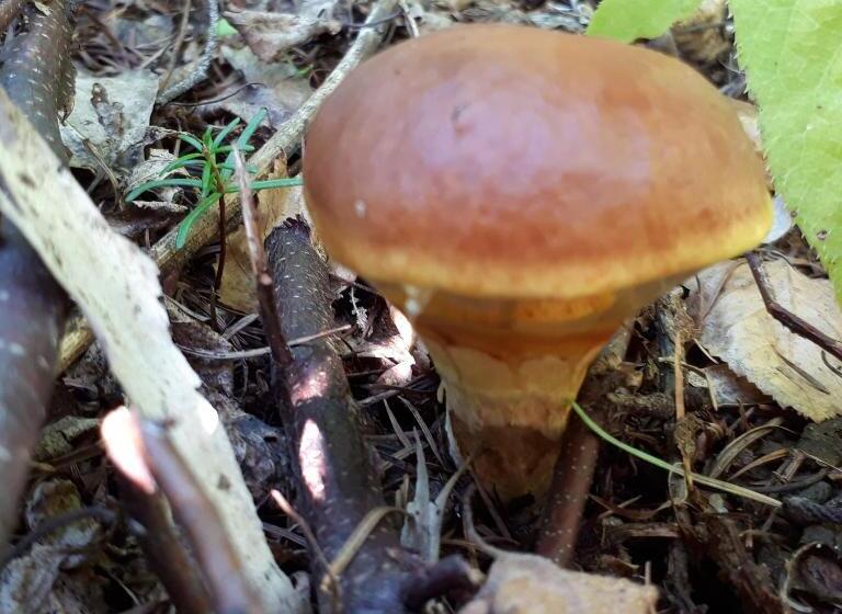 مبيت وإفطار Bistare Kana