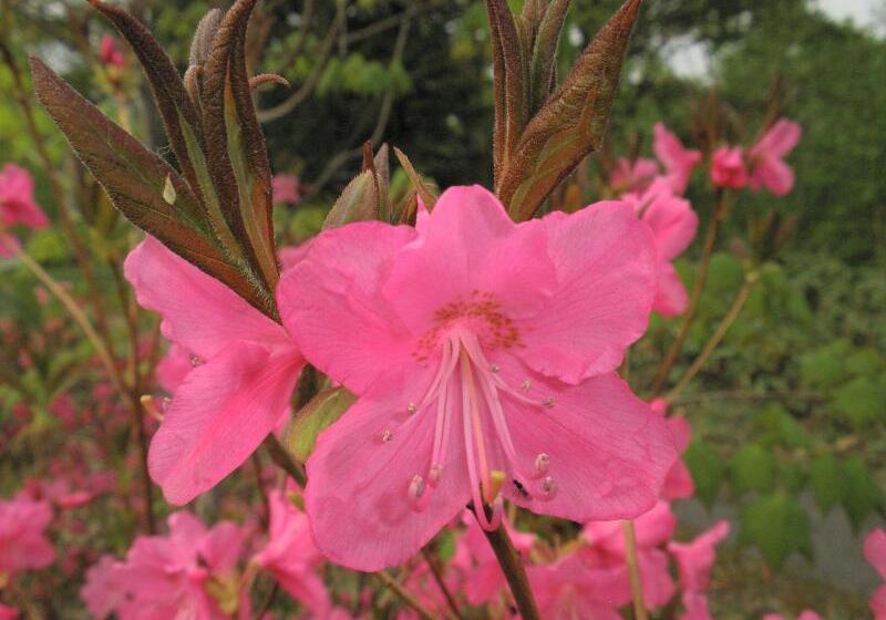 مبيت وإفطار Bistare Kana