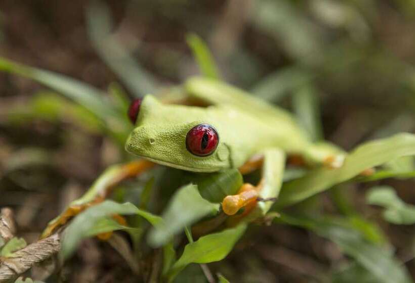 فندق Alma De Ojochal