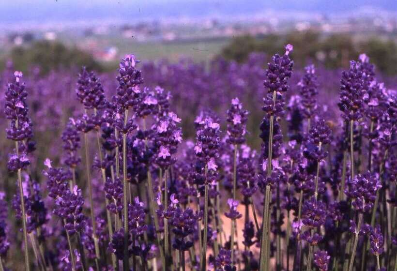 ホテル Furano Natulux