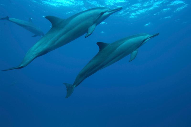 ホテル Pousada Do Bita