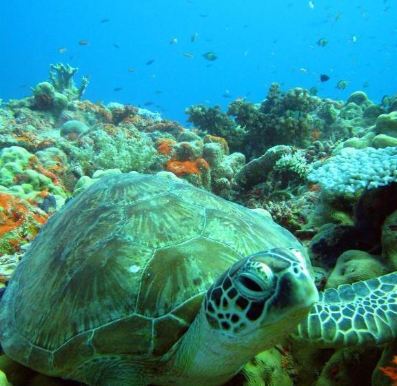 ホテル Rapopo Plantation Resort