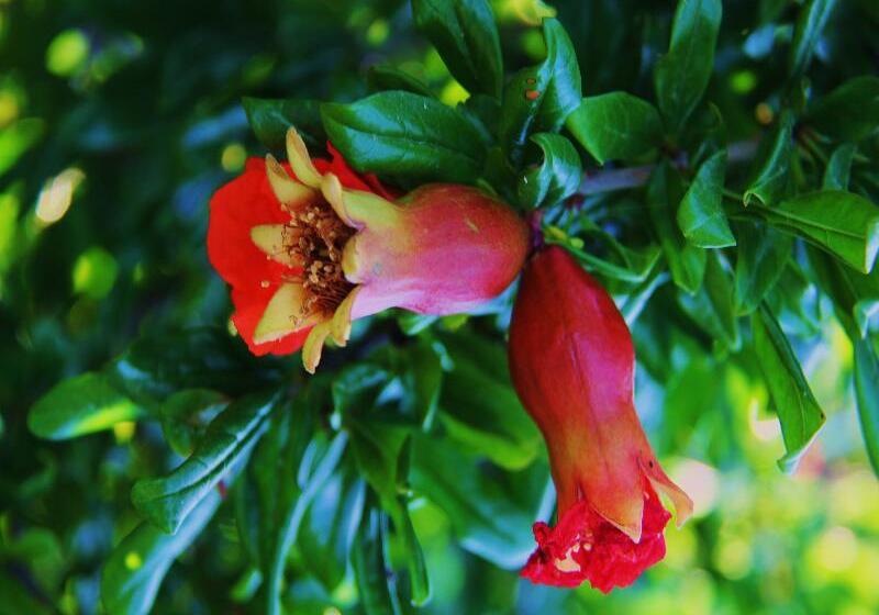 Сельский отель Las Monteras