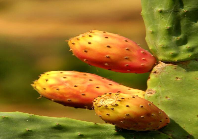 Сельский отель Las Monteras