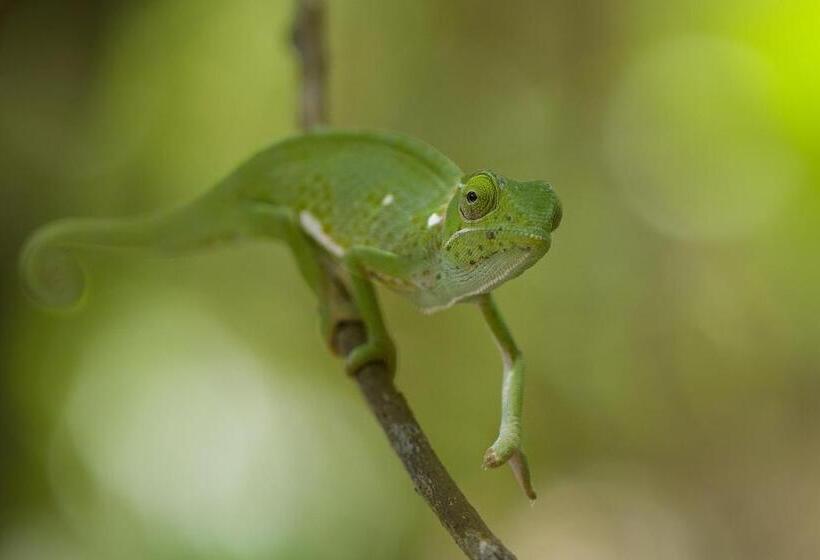 פנסיון Bellevue Zanzibar