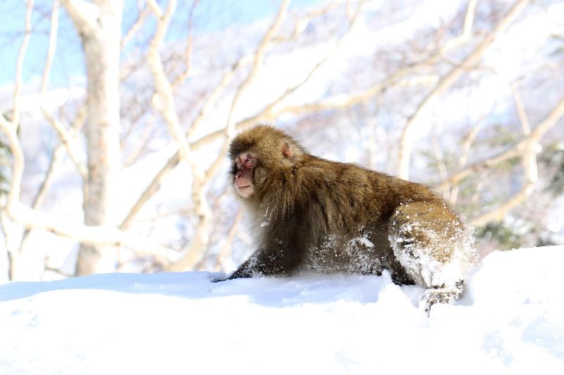 ホテル Chalet Shiga